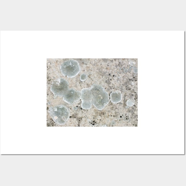 Lichen pattern Wall Art by pinkal